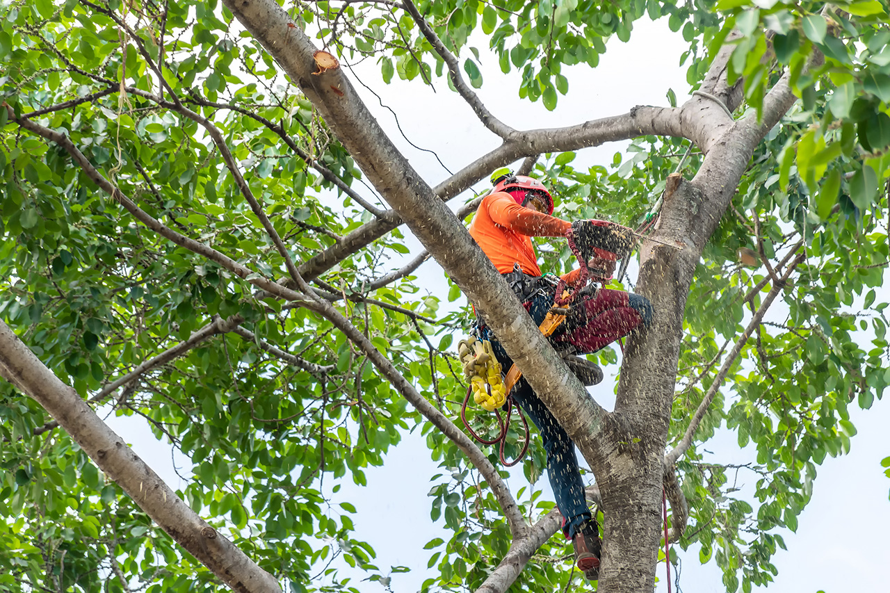 Worker Carefully Trimming A Tree